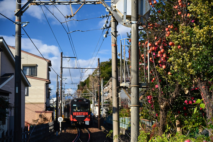 ニコン Nikon Z6III ／ 三重 三岐鉄道 北勢線 ナローゲージ（762mm）巳